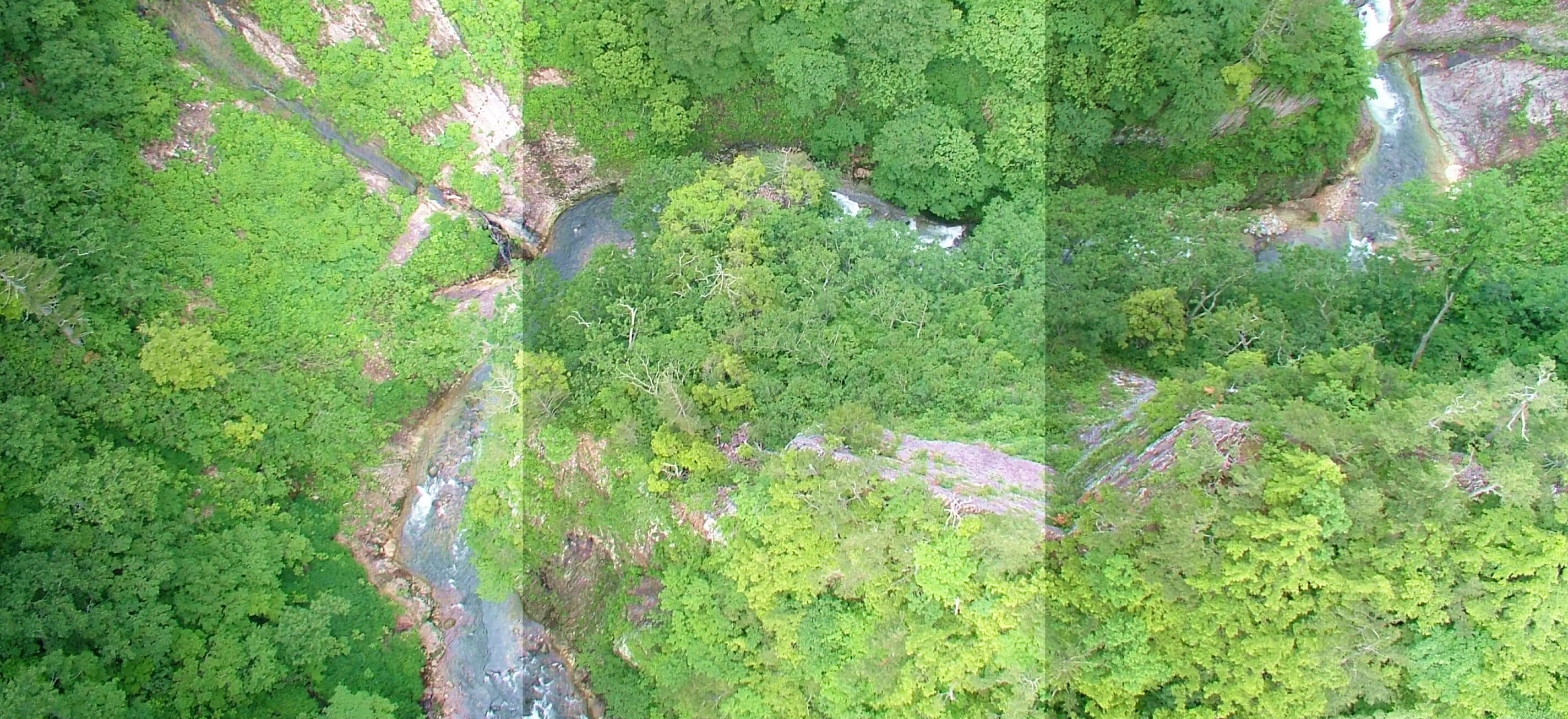 ソウゾウの森をイメージした森の写真