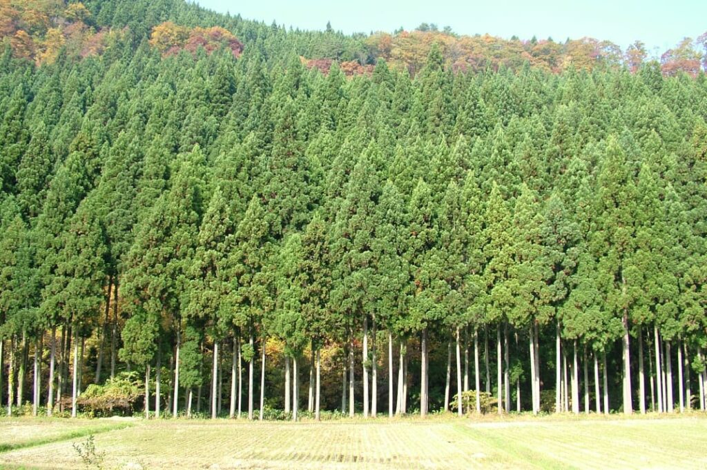 密集した背の高い木々が並ぶ広大な森の景色。